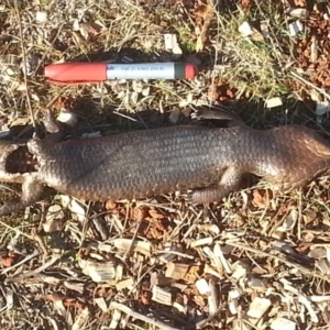 Tiliqua rugosa at Watson, ACT - 13 Aug 2017 12:00 AM