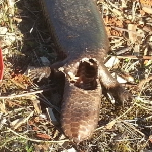 Tiliqua rugosa at Watson, ACT - 13 Aug 2017 12:00 AM