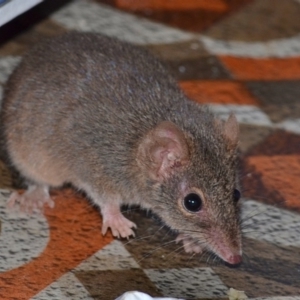 Antechinus agilis at Bolaro, NSW - 13 Aug 2017 07:47 PM