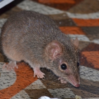 Antechinus agilis (Agile Antechinus) at Bolaro, NSW - 13 Aug 2017 by DavidMcKay