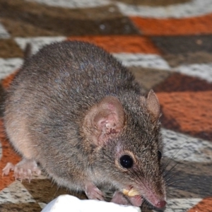 Antechinus agilis at Bolaro, NSW - 13 Aug 2017 07:47 PM