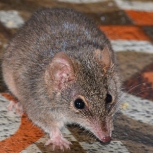 Antechinus agilis at Bolaro, NSW - 13 Aug 2017 07:47 PM