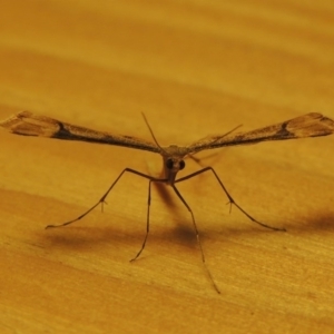 Sinpunctiptilia emissalis at Conder, ACT - 4 Apr 2016 09:48 PM