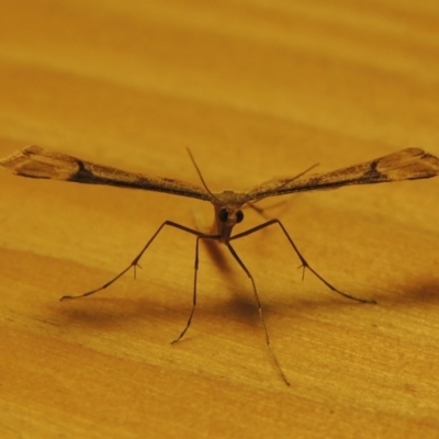 Sinpunctiptilia emissalis (Speedwell Pterror) at Conder, ACT - 4 Apr 2016 by michaelb