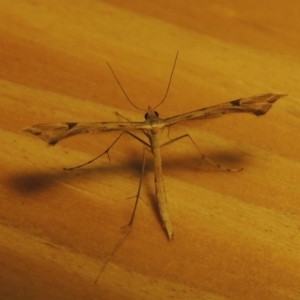 Sinpunctiptilia emissalis at Conder, ACT - 4 Apr 2016