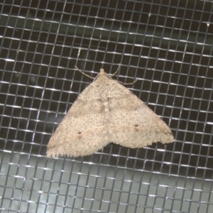 Parosteodes fictiliaria at Conder, ACT - 29 Apr 2016