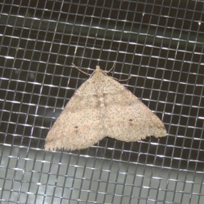 Parosteodes fictiliaria (Dodonaea Moth) at Conder, ACT - 29 Apr 2016 by michaelb
