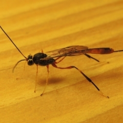 Heteropelma scaposum at Conder, ACT - 26 Apr 2016