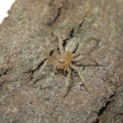 Clubiona sp. (genus) (Unidentified Stout Sac Spider) at Conder, ACT - 30 Jul 2016 by MichaelBedingfield