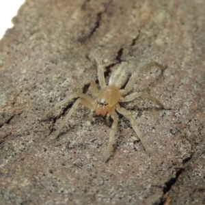 Clubiona sp. (genus) at Conder, ACT - 30 Jul 2016 07:49 AM