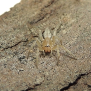 Clubiona sp. (genus) at Conder, ACT - 30 Jul 2016 07:49 AM