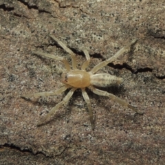 Clubiona sp. (genus) at Conder, ACT - 30 Jul 2016 07:49 AM