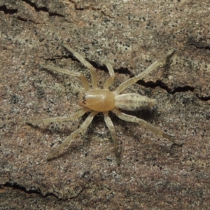 Clubiona sp. (genus) at Conder, ACT - 30 Jul 2016