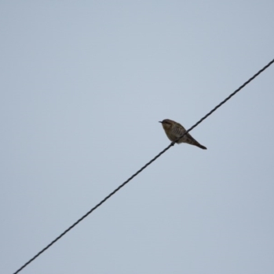 Chrysococcyx basalis (Horsfield's Bronze-Cuckoo) at Murrumbateman, NSW - 15 Aug 2017 by SallyandPeter