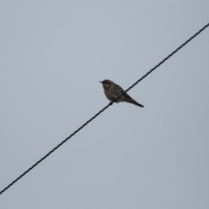 Chrysococcyx basalis at Murrumbateman, NSW - 15 Aug 2017 01:49 PM