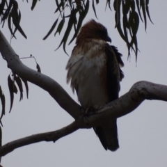 Hieraaetus morphnoides (Little Eagle) by roymcd
