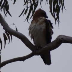 Hieraaetus morphnoides (Little Eagle) at Garran, ACT - 15 Aug 2017 by roymcd