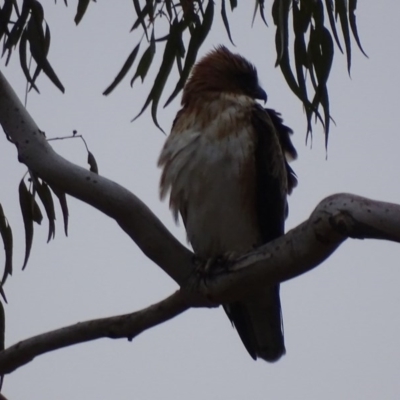 Hieraaetus morphnoides (Little Eagle) by roymcd