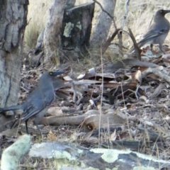 Strepera versicolor (Grey Currawong) at Wandiyali-Environa Conservation Area - 16 Aug 2017 by Wandiyali