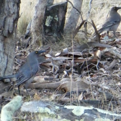 Strepera versicolor (Grey Currawong) at Googong, NSW - 16 Aug 2017 by Wandiyali