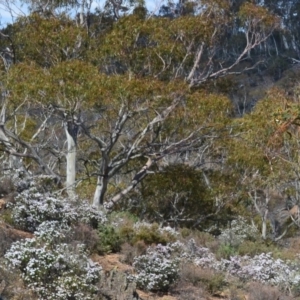 Olearia iodochroa at Bolaro, NSW - 13 Aug 2017 12:21 PM