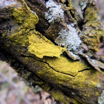 Chrysothrix xanthina (A lichen) at Aranda Bushland - 15 Aug 2017 by CathB