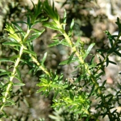 Olearia tenuifolia (Narrow-leaved Daisybush) at Farrer Ridge - 8 Aug 2017 by julielindner