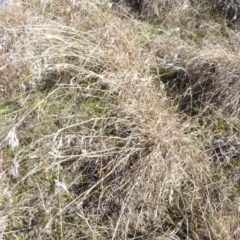 Themeda triandra (Kangaroo Grass) at Boorowa, NSW - 14 Aug 2017 by AndyRussell