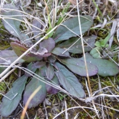 Ajuga australis (Austral Bugle) at Tarengo Reserve (Boorowa) - 14 Aug 2017 by AndyRussell