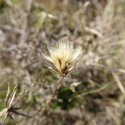 Vittadinia muelleri (Narrow-leafed New Holland Daisy) at Tarengo Reserve (Boorowa) - 14 Aug 2017 by AndyRussell