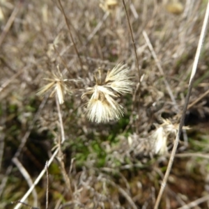 Vittadinia muelleri at Boorowa, NSW - 14 Aug 2017 02:02 PM