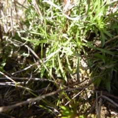 Vittadinia muelleri at Boorowa, NSW - 14 Aug 2017 02:02 PM