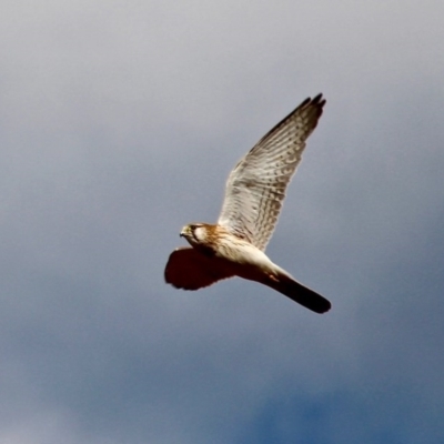 Falco cenchroides (Nankeen Kestrel) at Pambula, NSW - 13 Aug 2017 by RossMannell