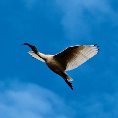 Threskiornis molucca (Australian White Ibis) at Pambula, NSW - 13 Aug 2017 by RossMannell