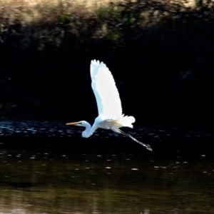 Ardea alba at Pambula, NSW - 13 Aug 2017 01:20 PM