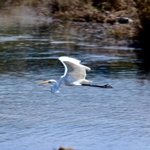 Ardea alba at Pambula, NSW - 13 Aug 2017 01:20 PM