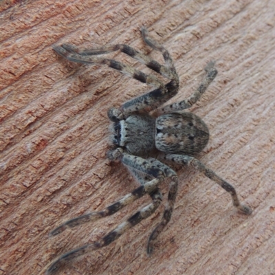Isopeda sp. (genus) (Huntsman Spider) at Conder, ACT - 28 Apr 2016 by michaelb