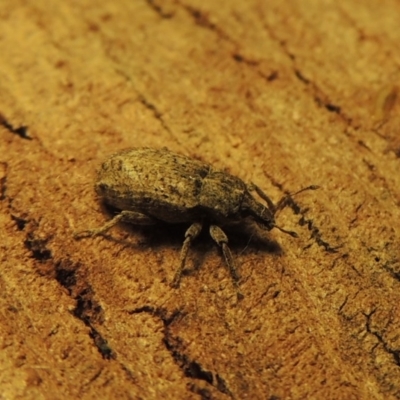 Listroderes difficilis (Vegetable weevil) at Conder, ACT - 5 Jun 2016 by MichaelBedingfield