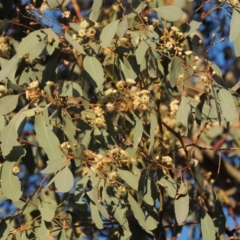 Eucalyptus polyanthemos (Red Box) at Conder, ACT - 17 Aug 2016 by michaelb