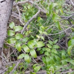 Asparagus asparagoides (Bridal Creeper, Florist's Smilax) at Ainslie, ACT - 15 Aug 2017 by ACTBioSecurity