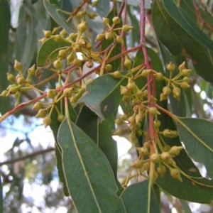 Eucalyptus camaldulensis subsp. camaldulensis at Yass River, NSW - 13 Aug 2017 11:11 AM