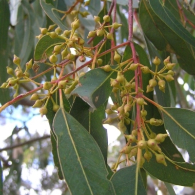 Eucalyptus camaldulensis subsp. camaldulensis (River Red Gum) at Yass River, NSW - 13 Aug 2017 by MatthewFrawley