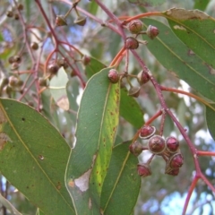 Eucalyptus camaldulensis subsp. camaldulensis at Yass River, NSW - 13 Aug 2017 11:11 AM