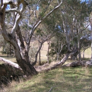 Eucalyptus camaldulensis subsp. camaldulensis at Yass River, NSW - 13 Aug 2017 11:11 AM