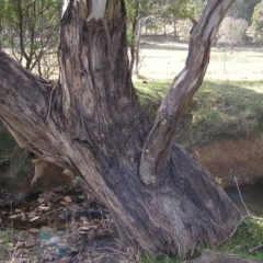 Eucalyptus camaldulensis subsp. camaldulensis at Yass River, NSW - 13 Aug 2017 11:11 AM