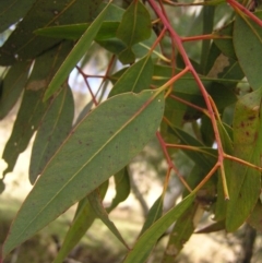 Eucalyptus camaldulensis subsp. camaldulensis at Yass River, NSW - 13 Aug 2017