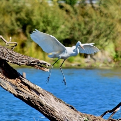 Ardea alba (Great Egret) at Bega, NSW - 15 Aug 2017 by RossMannell