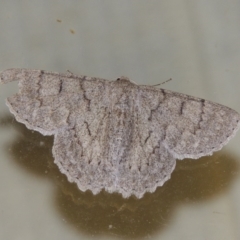 Crypsiphona ocultaria (Red-lined Looper Moth) at Conder, ACT - 12 Mar 2015 by MichaelBedingfield