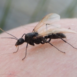 Camponotus sp. (genus) at Bonython, ACT - 25 Oct 2015 07:27 PM