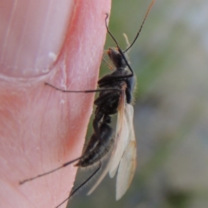 Camponotus sp. (genus) at Bonython, ACT - 25 Oct 2015 07:27 PM